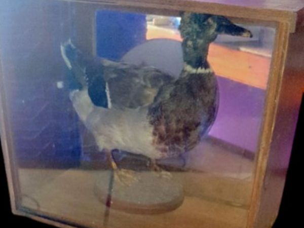 Vintage Taxidermy Mallard Duck in Apothecary Case - Main image