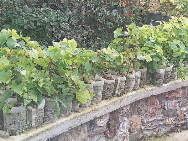 GRAPE VINE- Rooted- 1.5ltr bag. @12" high - Main image