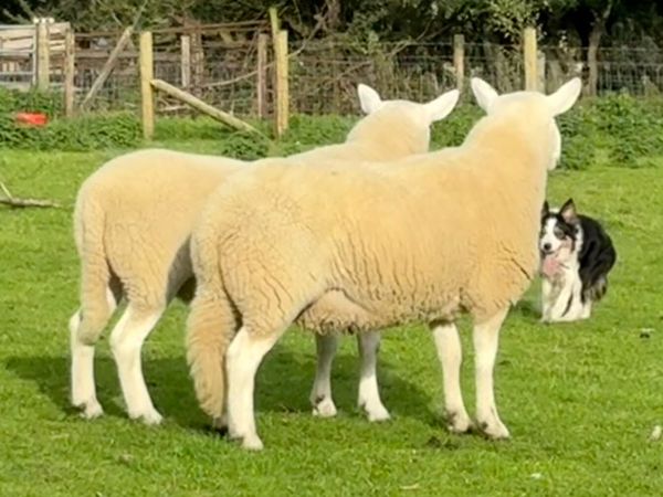 Selection of rams - Main image