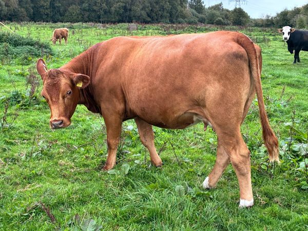 Stabiliser heifer on point of calving - Main image