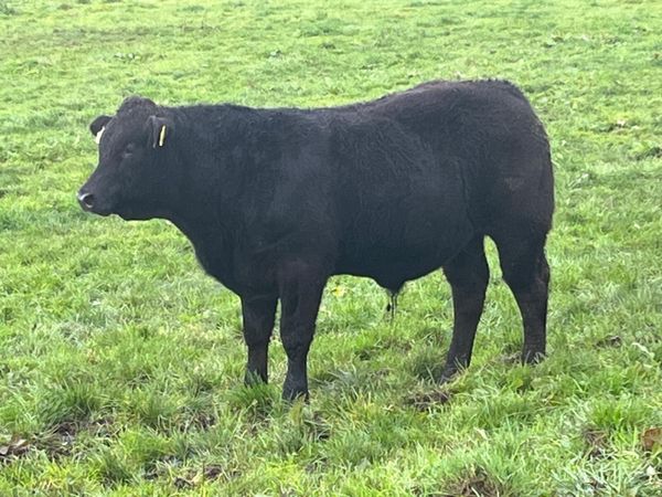 Weanlings - Main image