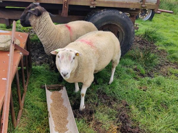 Belclare ram - Main image