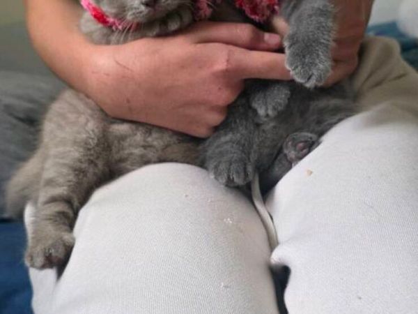British cat - Main image