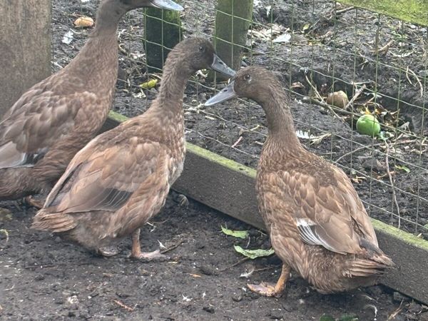 Ducks and bantams i - Main image