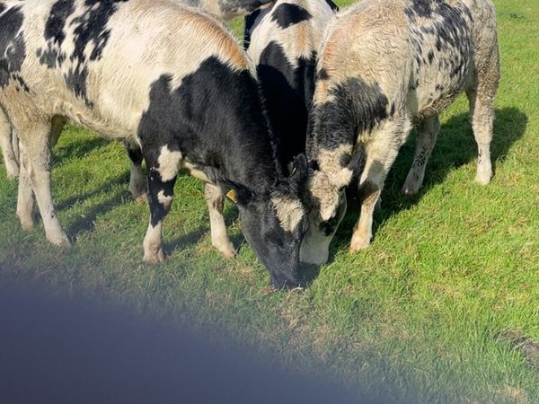 4 Belgian Blue Heifers - Main image