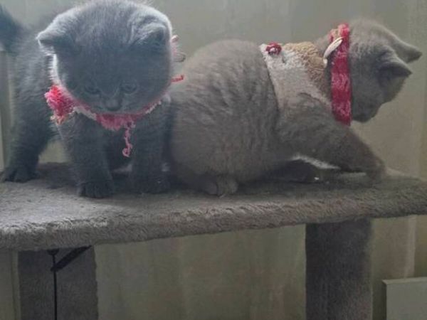 British cat - Main image