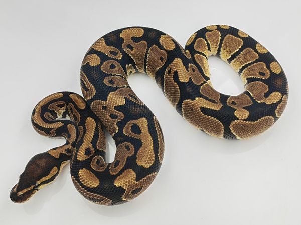 Royal python - Main image