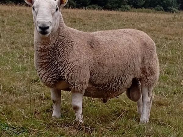 North country Cheviot ram - Main image