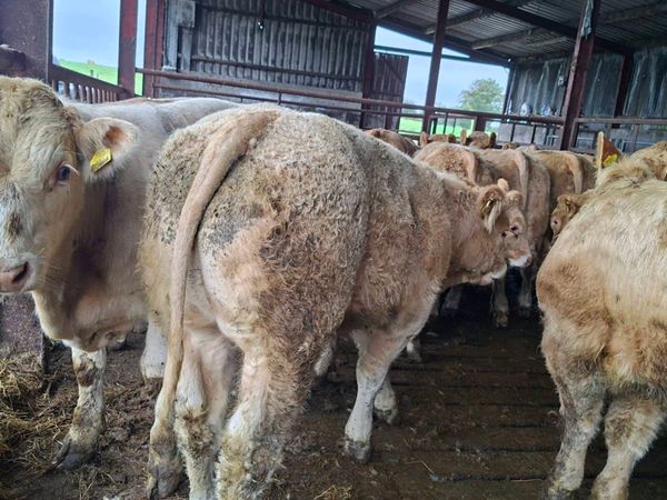 30 Smashing Charlaois bull Weanlings - Main image