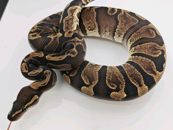Royal python - Main image