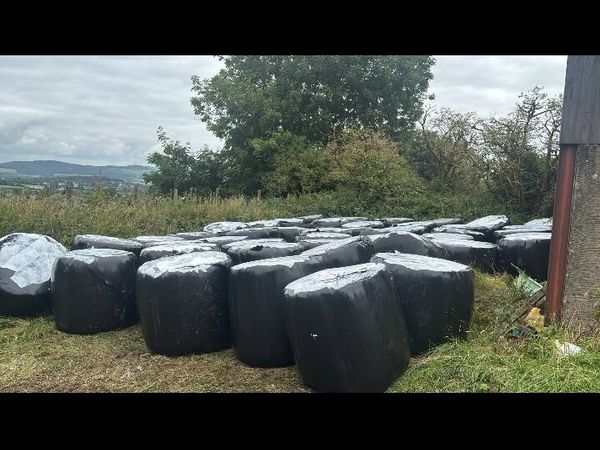 36 Round bales of silage.  €1600 or £1350 - Main image