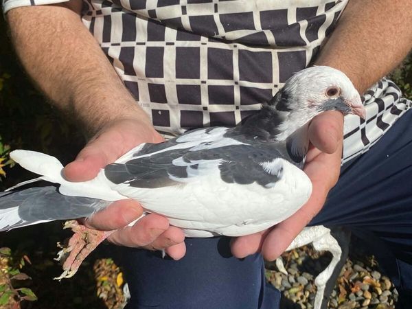 Pigeons - Main image