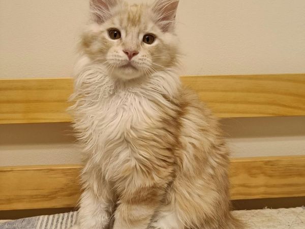 Maine Coon Iker (WCF registered) for sale. - Main image
