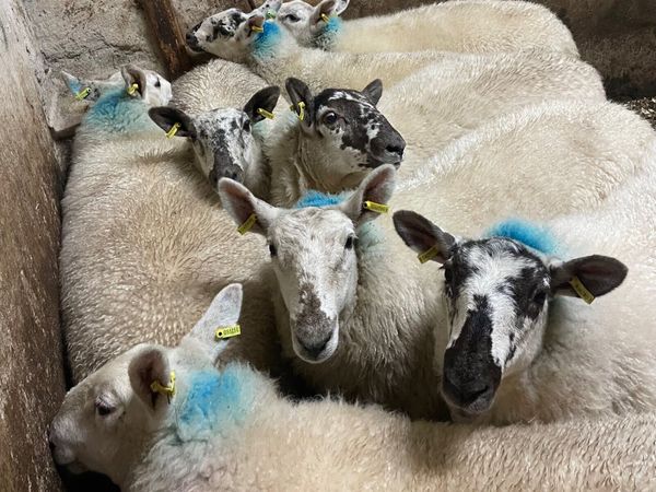 ⭐️EWE LAMBS ⭐️ - Main image