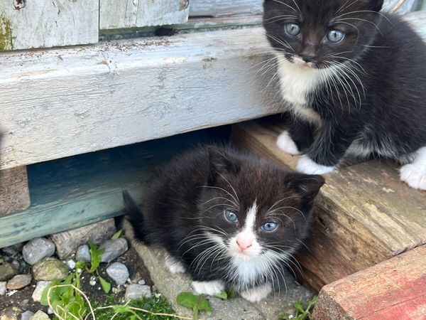 Kittens for sale - Main image