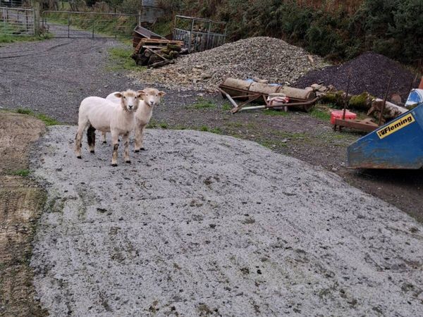 Galway ewe lambs - Main image