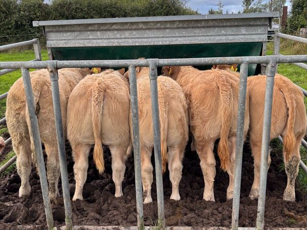 Weaning Bulls & Heifers Mohill Mart Oct 7th - Main image