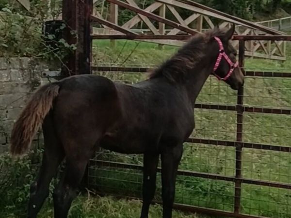 Fillyfoal - Main image