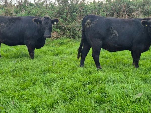 Angus heifers for sale - Main image