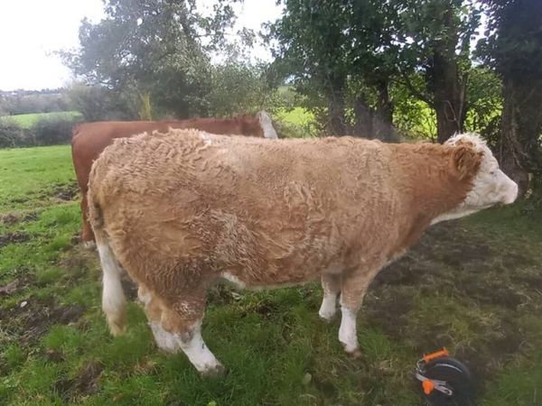 In-calf Simmental cross heifers - Main image