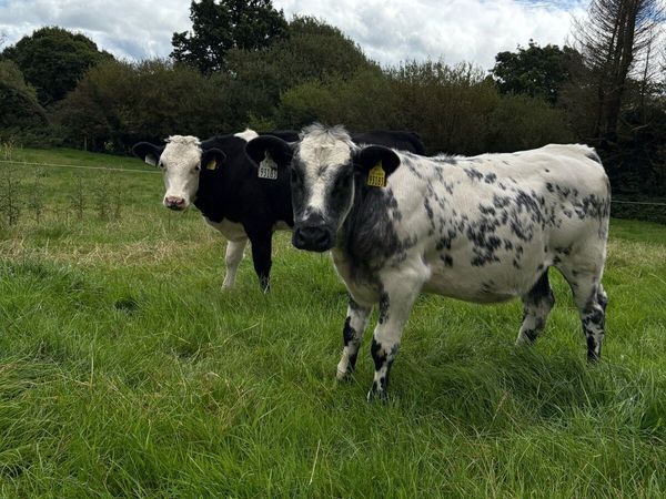 2 Belgian Blue Heifers - Main image