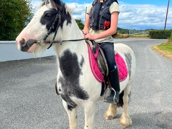 12.2 All Rounder Pony - Main image