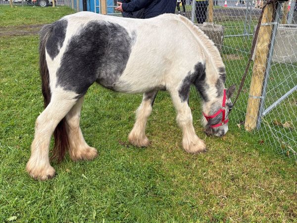 Filly - Main image