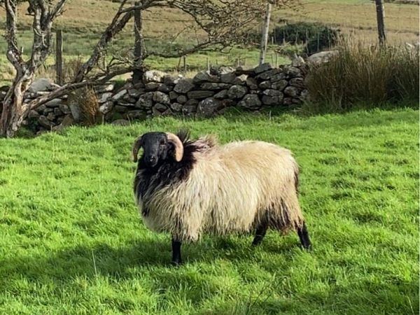 Mayo blackface ram lambs - Main image