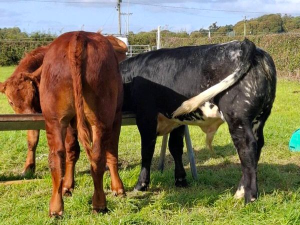 5 R GRADE BULL WEANLINGS - Main image