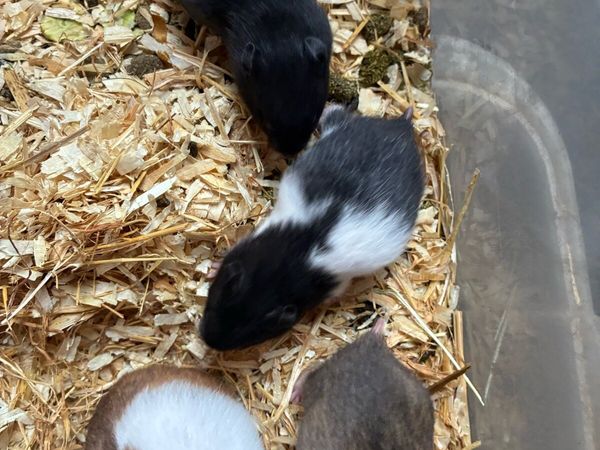 Syrian hamster babies - Main image