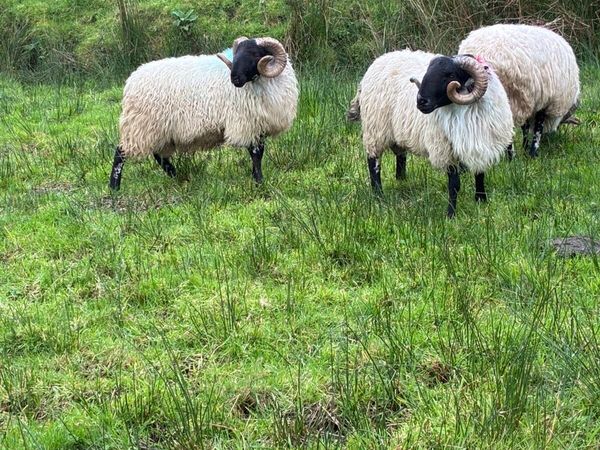 Horned Rams - Main image