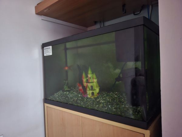 Fish Tank - Main image