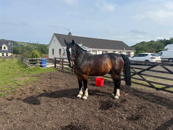 16hh Welsh Cob Cross Gelding –  Companion Horse - Main image