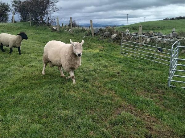 💥  Pbr Wiclow cheviot ram💥 - Main image
