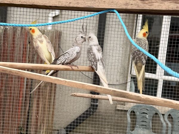 Birds - Main image