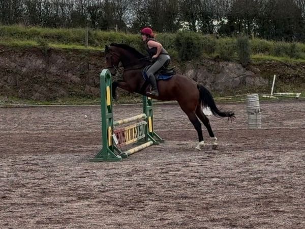 4yr old Bay mare - Quality all rounder - Main image