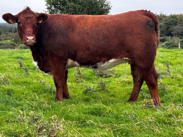 Two Super In-Calf Roan Heifers - Main image