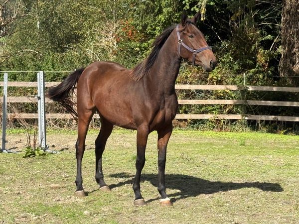 3yr old filly - Main image