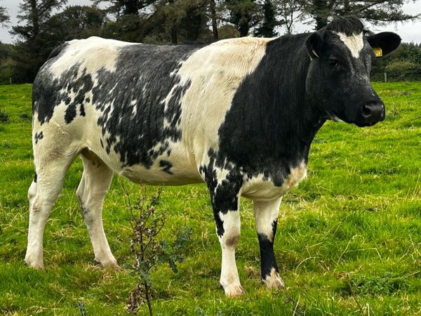 5 Star In-Calf Heifer In-Calf To A.i LM LM7416 - Main image