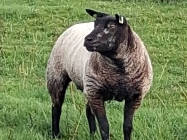🔹PB Blue Texel Ewe Hoggets🔹 - Main image