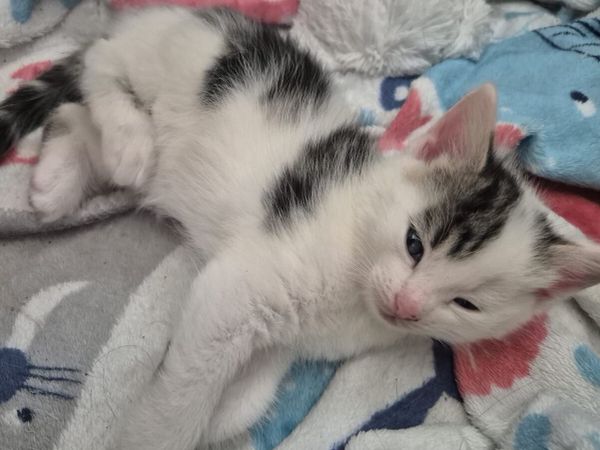 Beautiful 9 week old kittens. - Main image