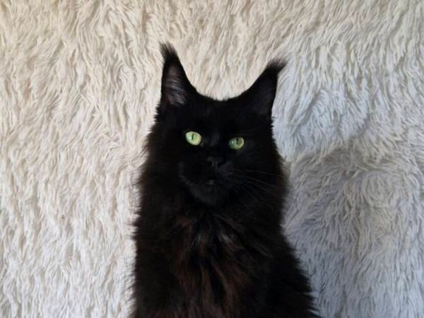 Maine Coon female - Main image