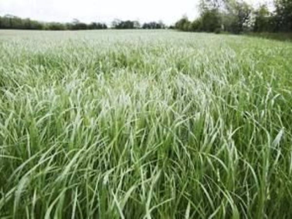 standing crops of grass and silage 80+ acres - Main image