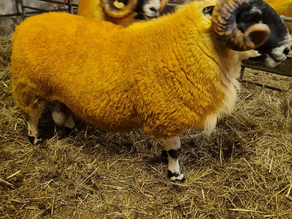 Sheep - two very good quality scottish blackface s - Main image