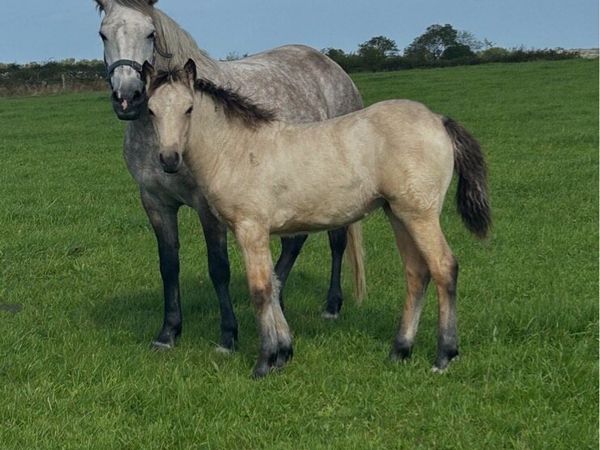 Connemara Filly Foal - Main image