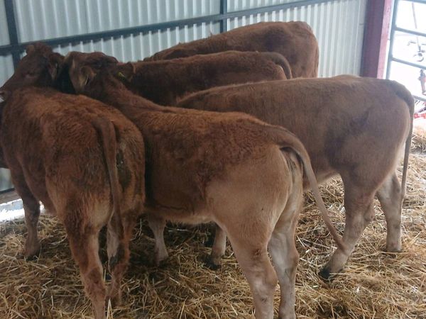 5 Smashing LMX  Heifer's for sale - Main image
