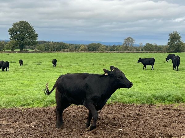 Angus Heifers - Main image