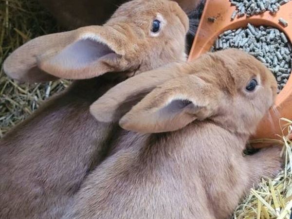 New Zealand Rabbits - Main image