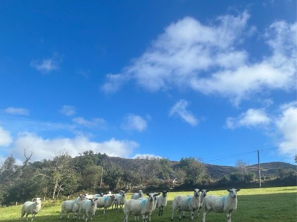 Organic Ewes - Main image