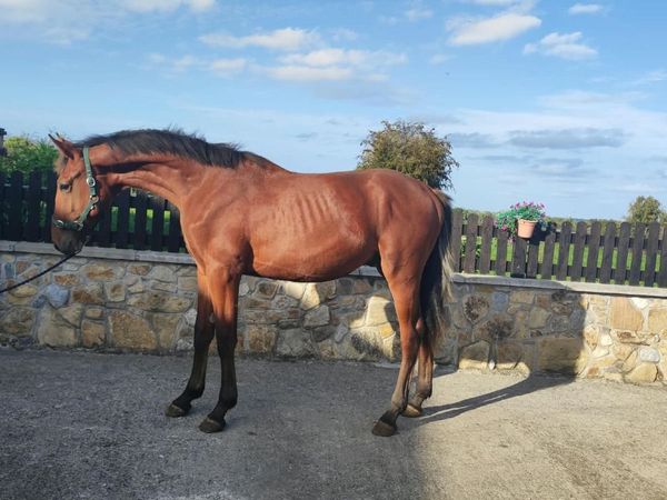 Lot 9 goresbridge 9th October - Main image
